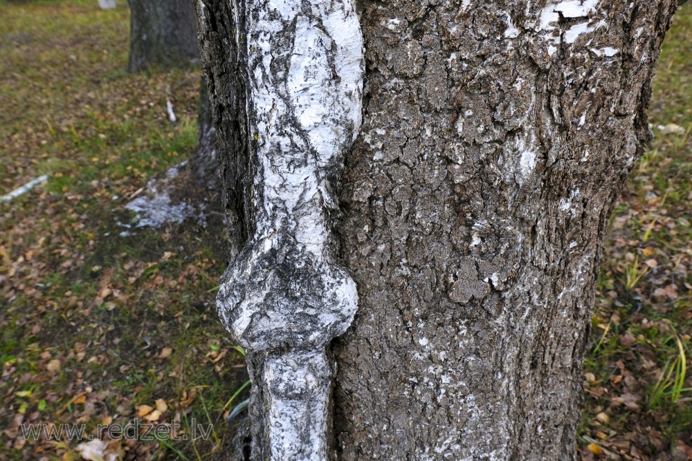 Scar Tissue on Birch Trunk