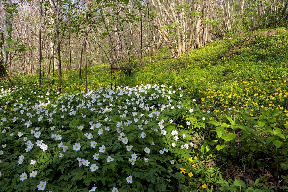 Baltie un dzeltenie vizbuļi Imulas dabas takā