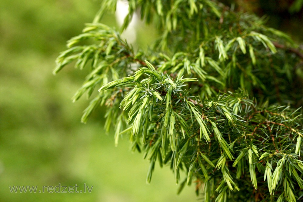 Juniper Needles