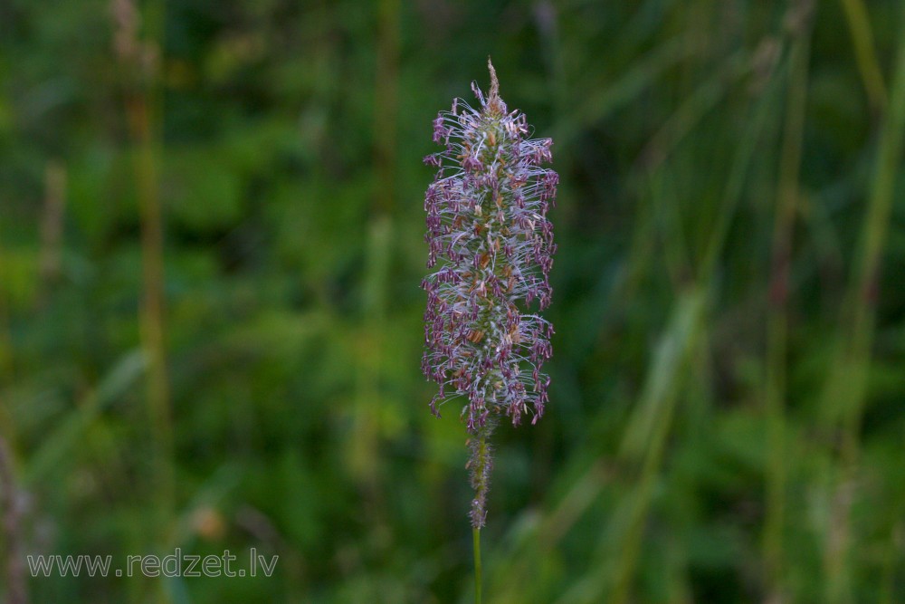 Vidējā ceļteka