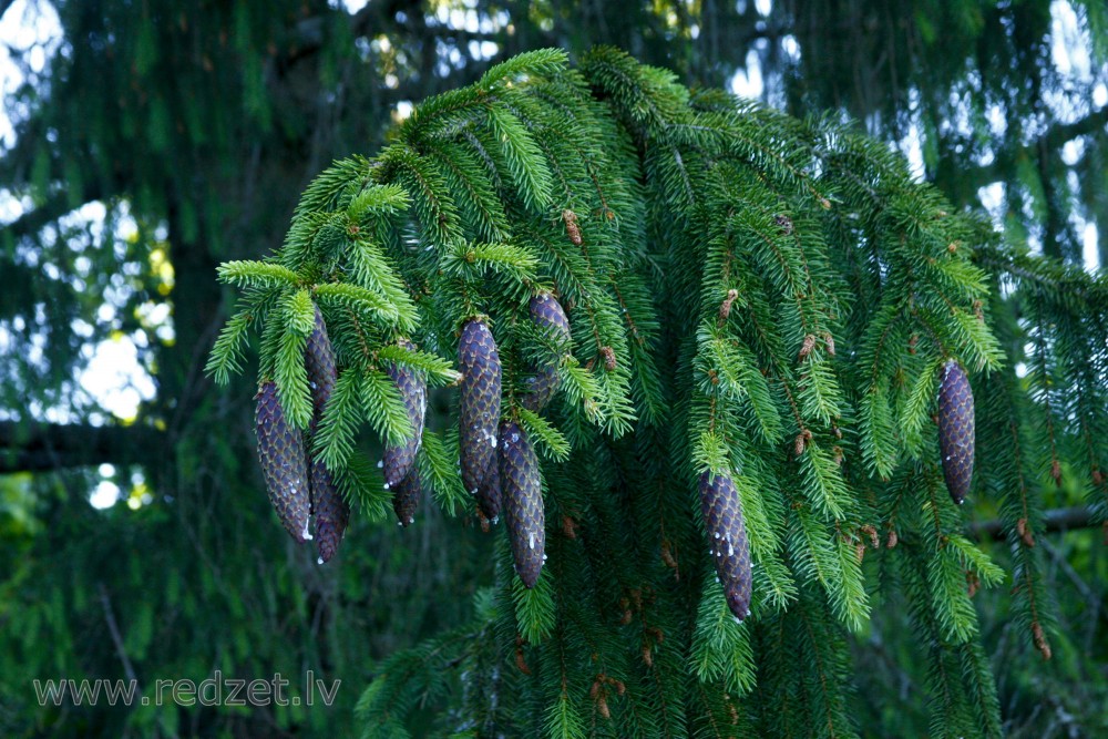 Young spruce cones