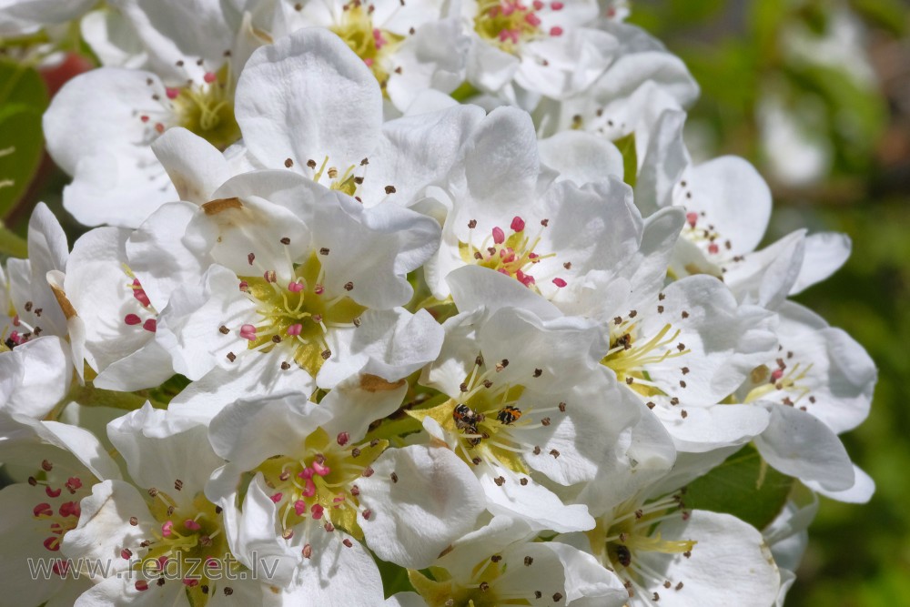 Pear tree in flower