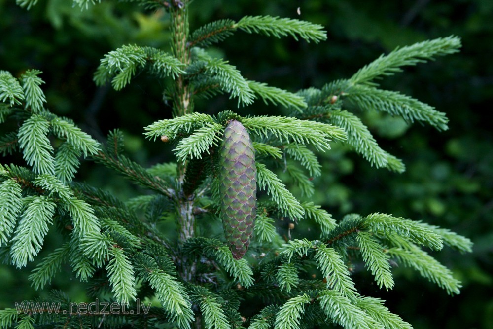 Young spruce cones