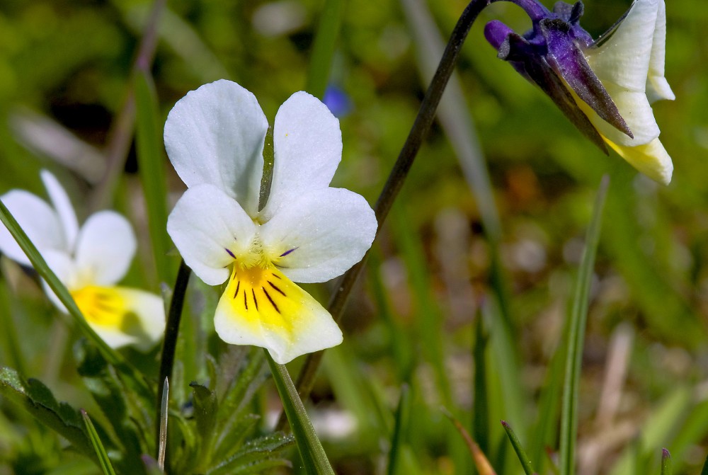 Vijolītes Vijolītes