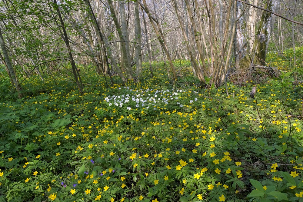 Vizbuļi Imulas dabas takā