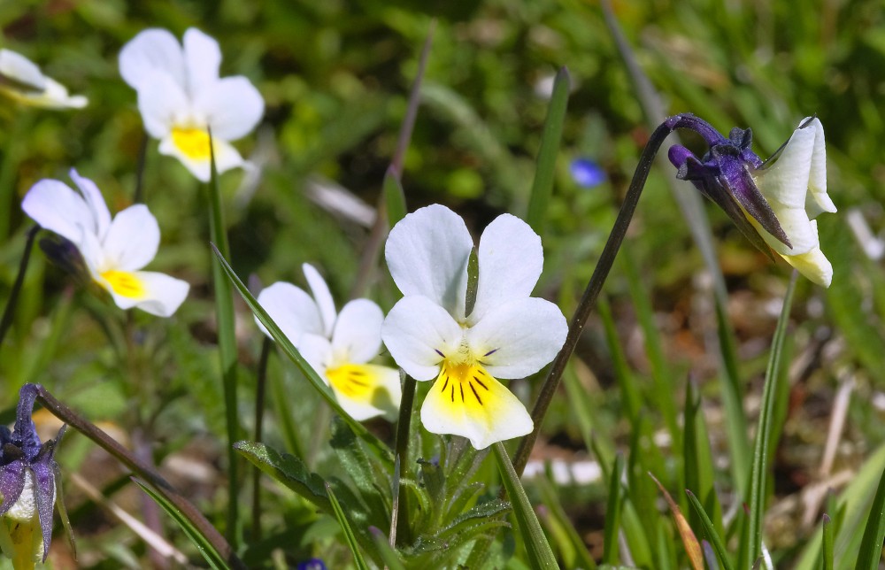 Vijolītes Vijolītes