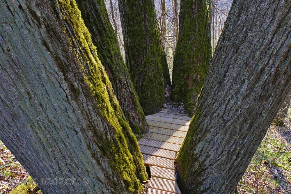 Viewing Area between Six Trunks of Linden