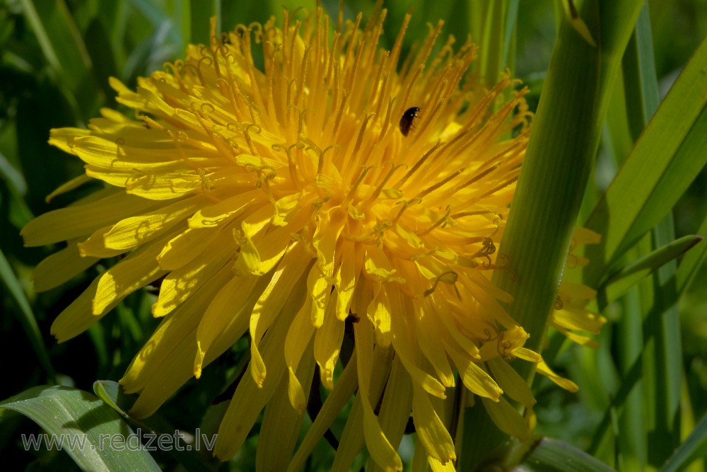 Common Dandelion Flowers