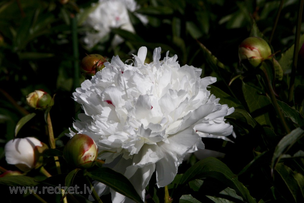 Paeony