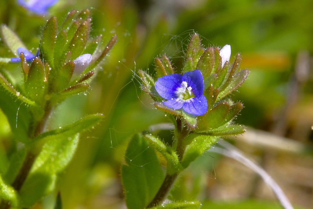 Wall speedwell