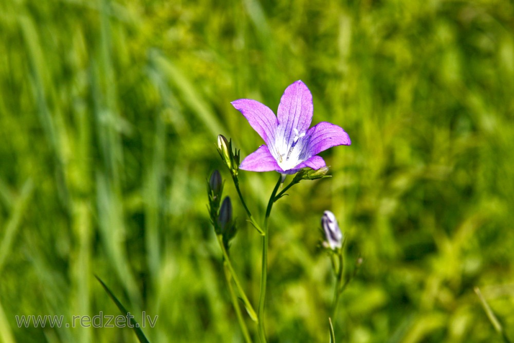 Pļavas pulkstenīte (Campanula patula) 
