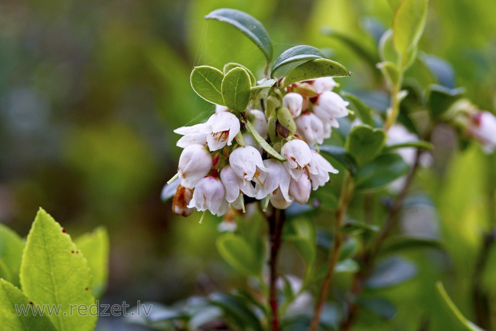 Lingonberry Flowers