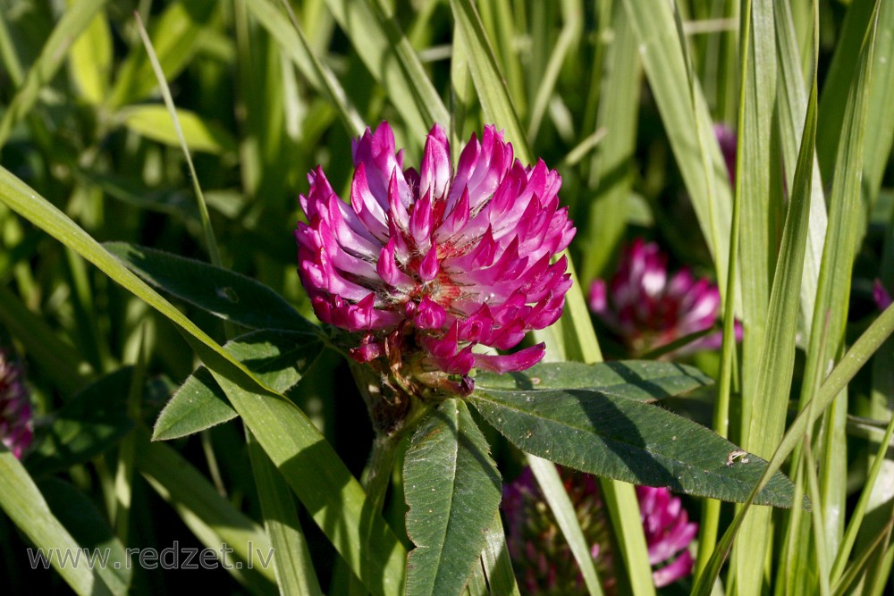 Close up of Red Clover