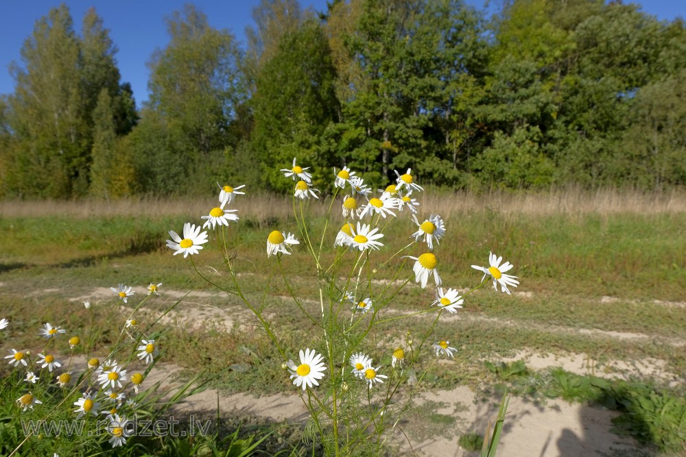 Scentless false mayweed