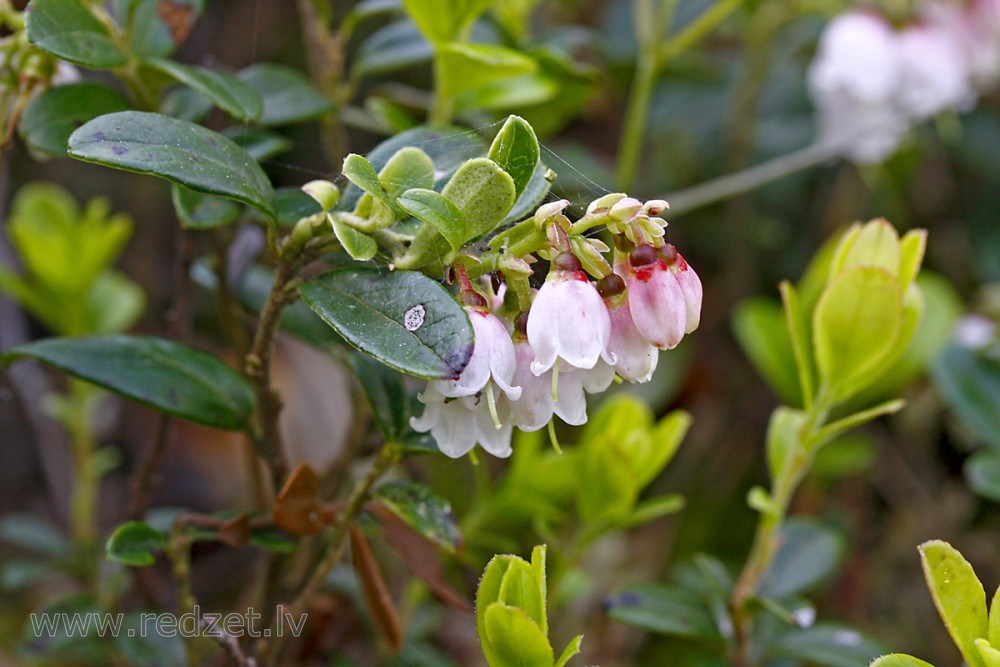 Lingonberry Flowers