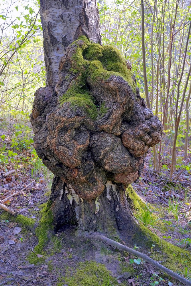 Liels māzers uz bērza stumbra Liels māzers uz bērza stumbra