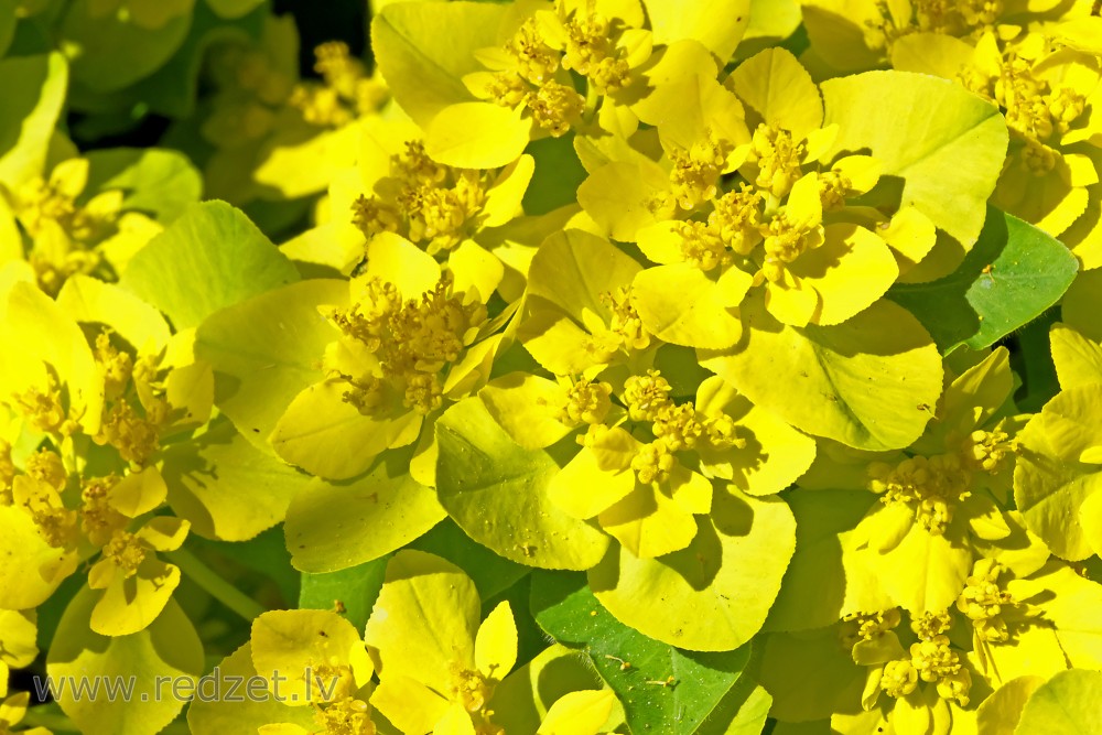 Close up of Euphorbia