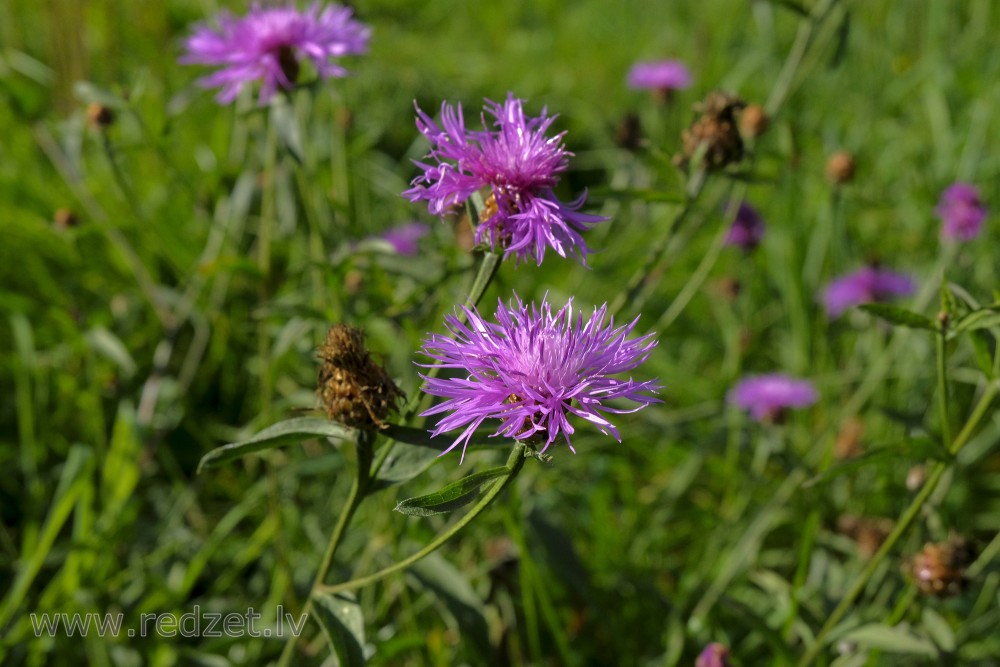 Brown knapweed or Brownray knapweed