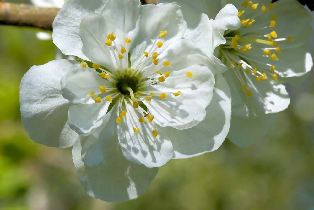 Plūmes zieda tuvplāns Plūmes zieda tuvplāns