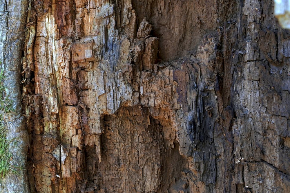 A Rotten Tree Trunk