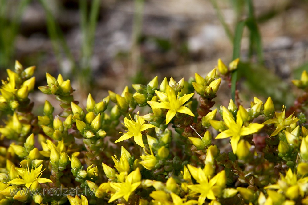 Goldmoss stonecrop, mossy stonecrop, goldmoss sedum, biting stonecrop, wallpepper