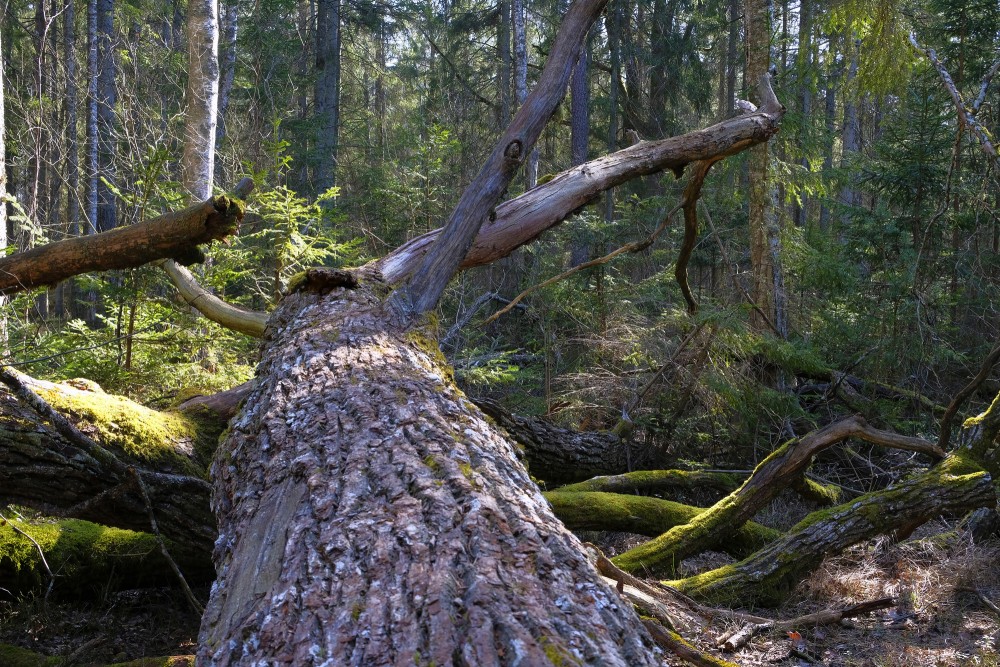 Wind Blown Tree