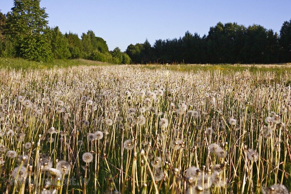 Ārstniecības cūkpienes (Taraxacum officinale)