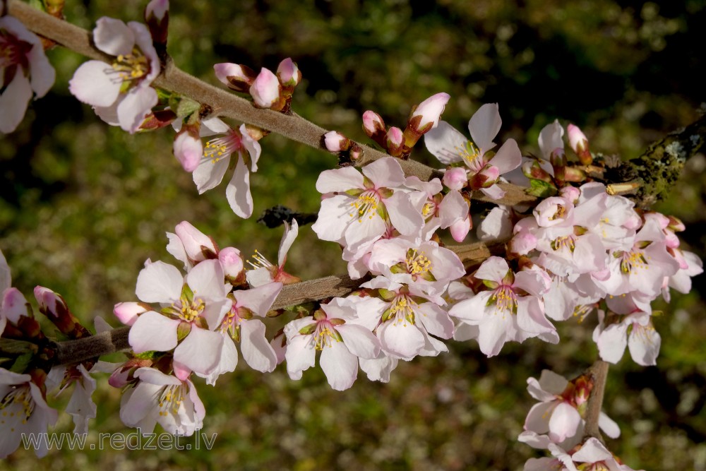 Flowering Nanking Cherry