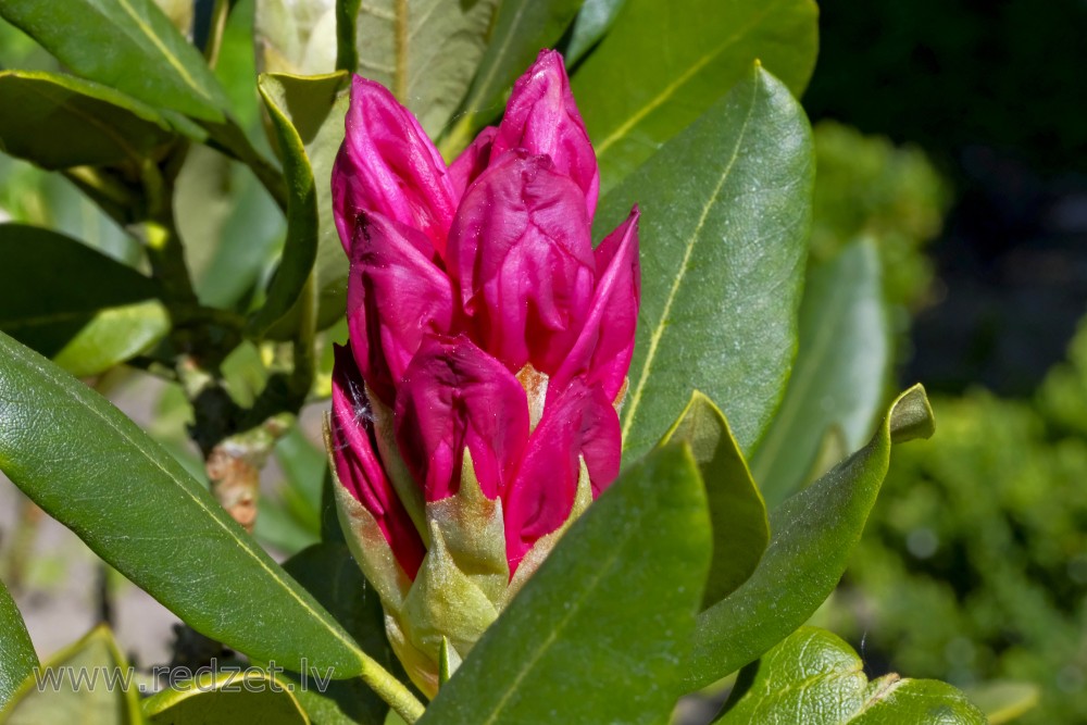 Rhododendron Bud