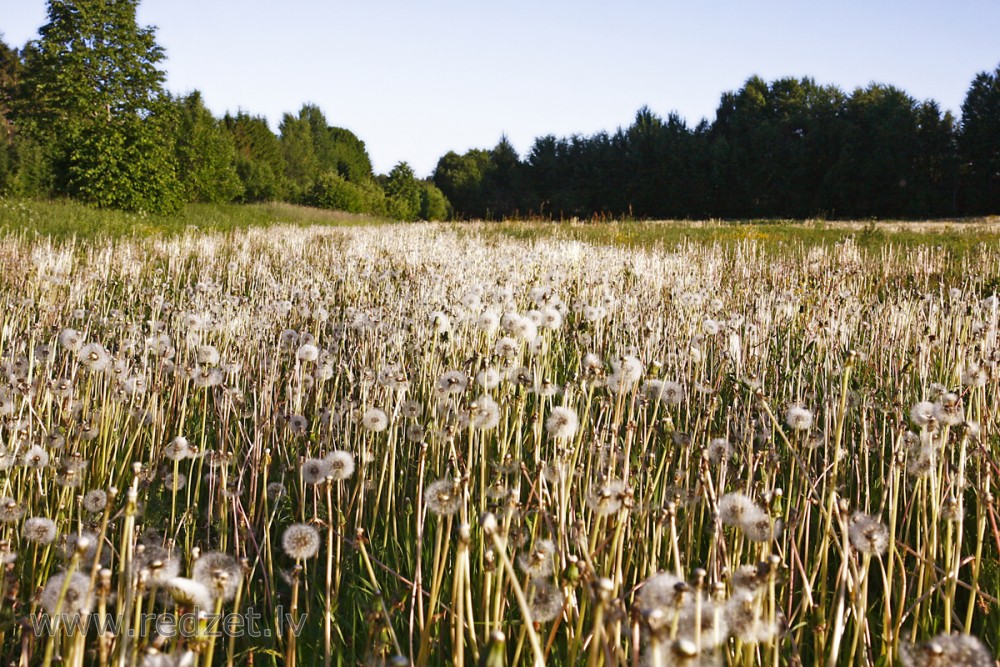 Ārstniecības cūkpienes (Taraxacum officinale)