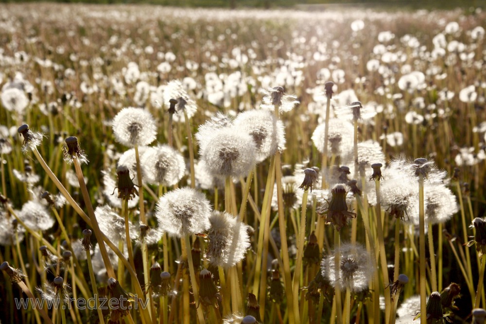 Ārstniecības cūkpienes (Taraxacum officinale)