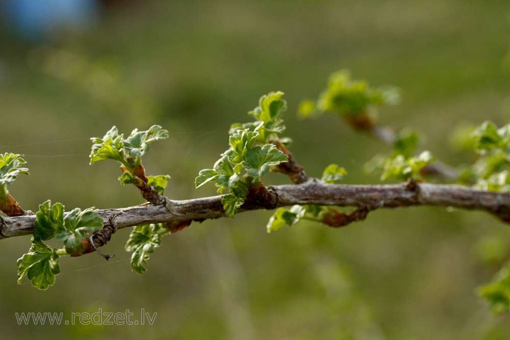 Gooseberry