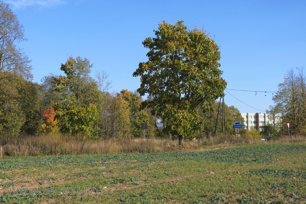 Young Rape in Autumn