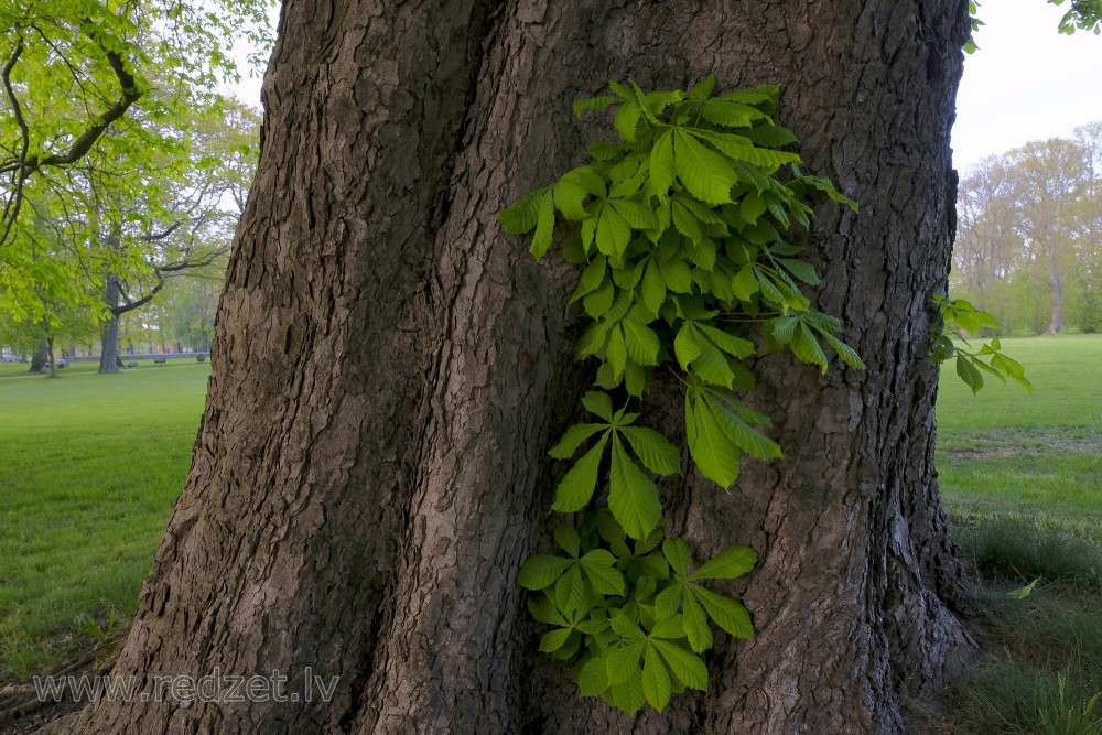 Horse Chestnut Tree, New Leaves on a Tree Trunk