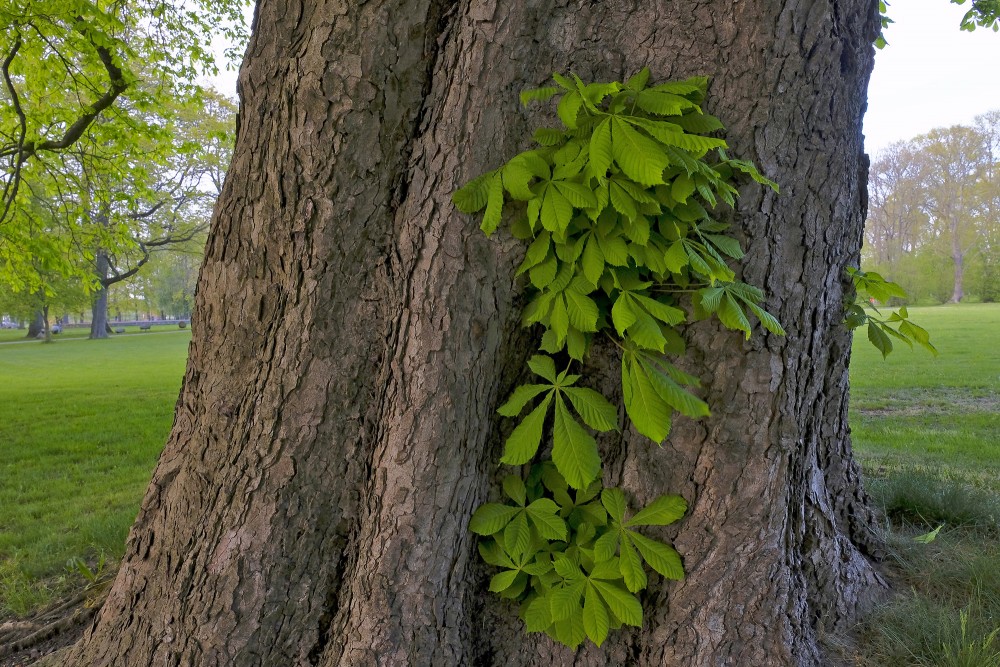Lapas aug no zirgkastaņas koka stumbra Lapas aug no zirgkastaņas koka stumbra