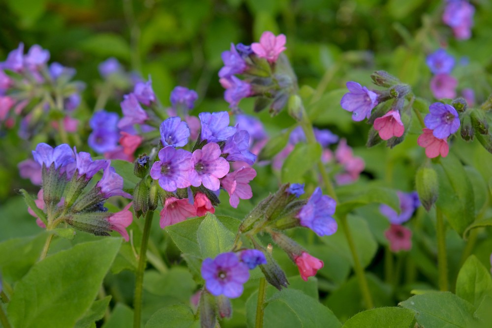Suffolk lungwort