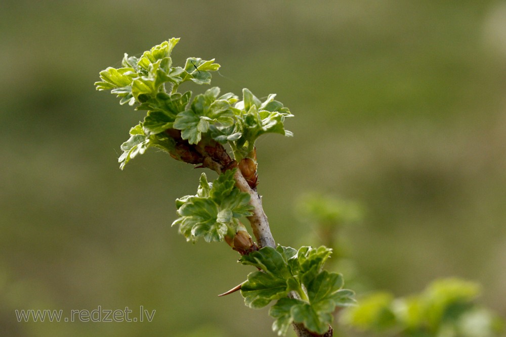 Gooseberry