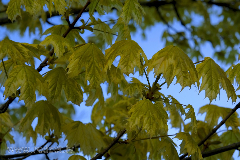 Parastā kļava ‘Drummondii’ (Acer platanoides ‘Drummondii’)