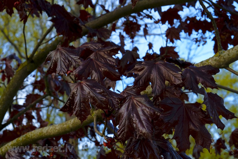 Parastās kļavas šķirne ‘Royal Red’ (Acer platanoides ‘Royal Red’)