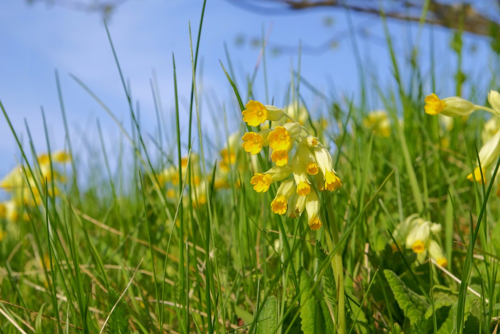 Primula veris (Cowslip)