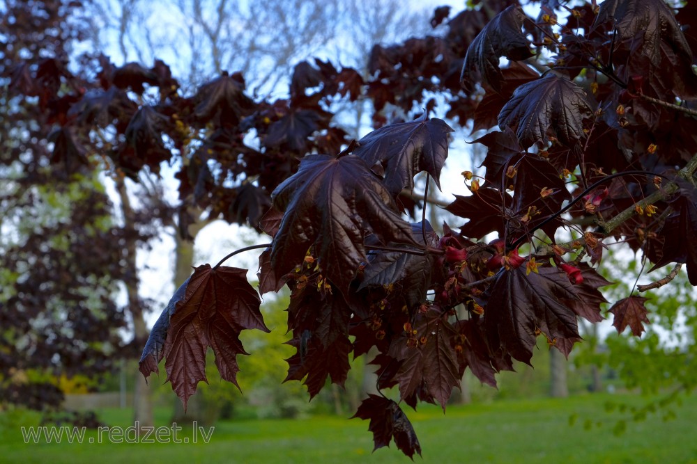 Parastās kļavas šķirne ‘Royal Red’ (Acer platanoides ‘Royal Red’)