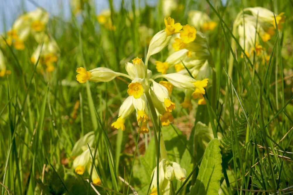 Gaiļbiksītes Gaiļbiksītes