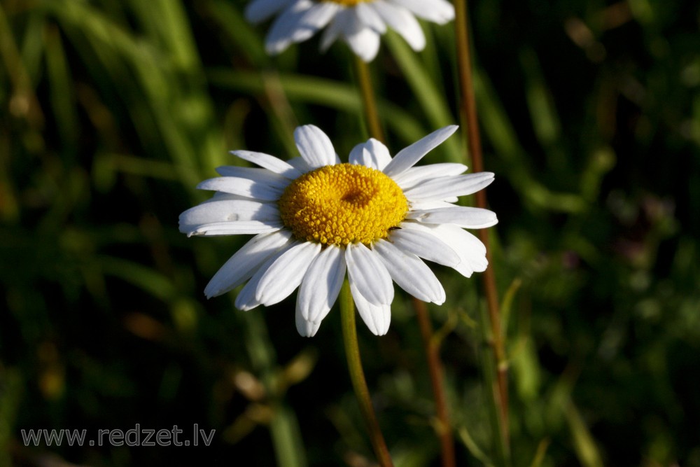 Dog Daisy Flower