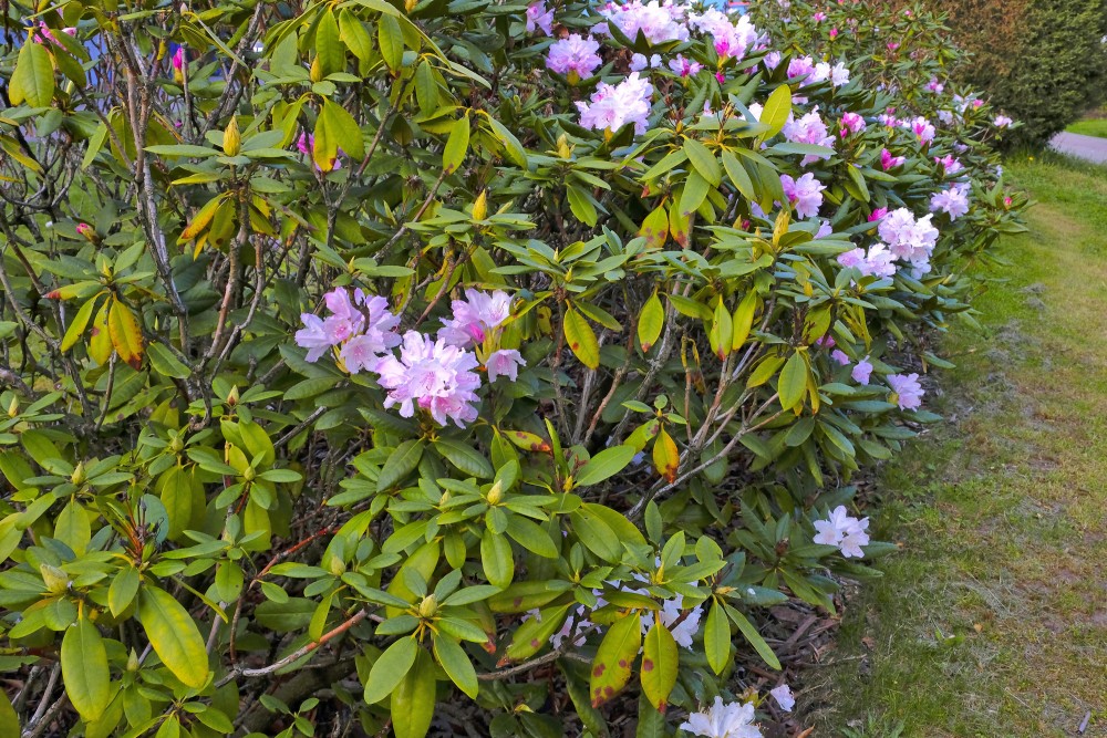 Rododendri