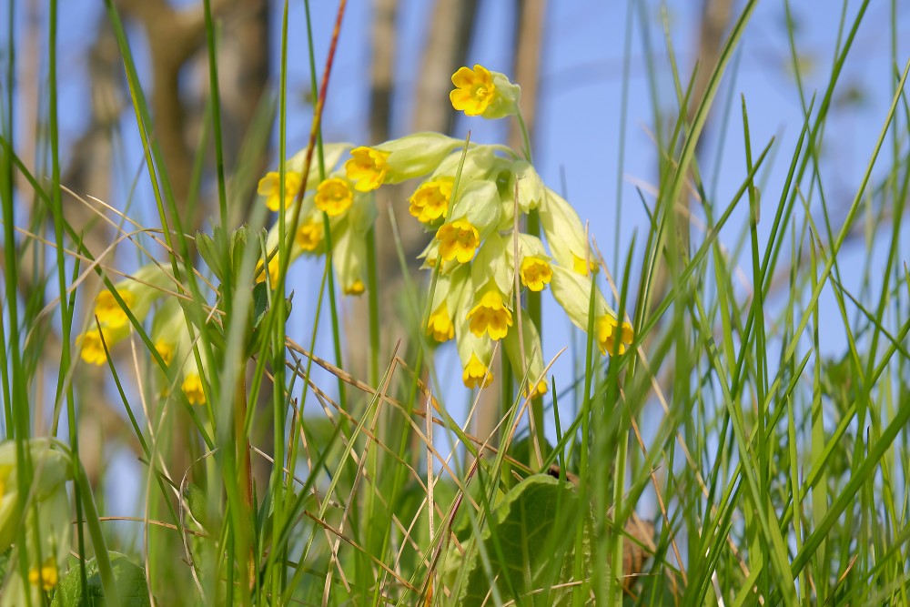 Cowslip