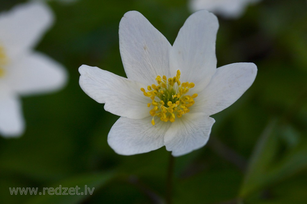 Wood anemone