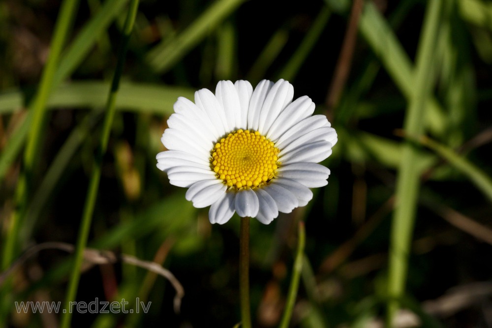 Ox-eye Daisy Flower