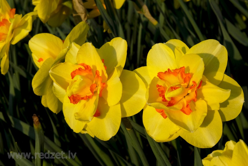 Yellow Daffodils