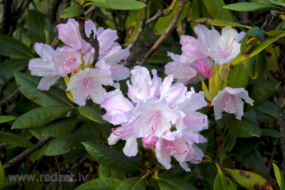 Rhododendron Flowers