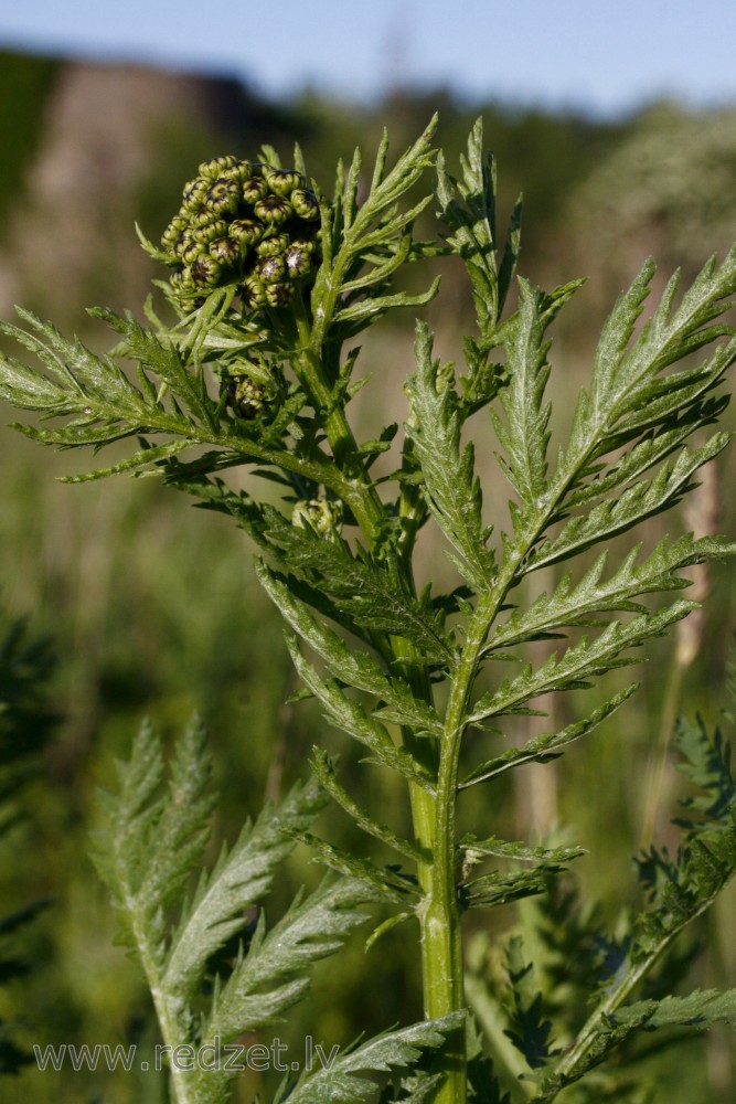 Tansy